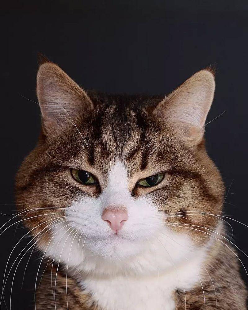 Instagram.com/rexiecat